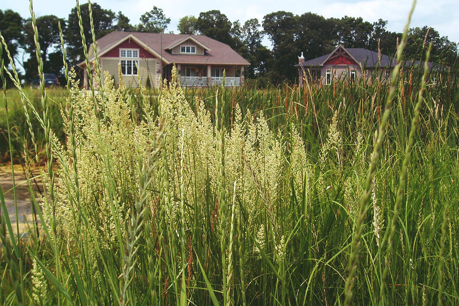 Assiniboine Landing Native Plant Solutions