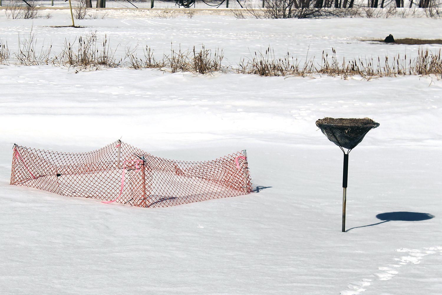 Floating Cattail Bioplatforms - Native Plant Solutions